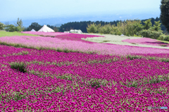 天空のお花畑