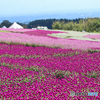 天空のお花畑