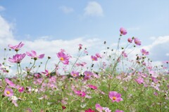 青空と秋桜