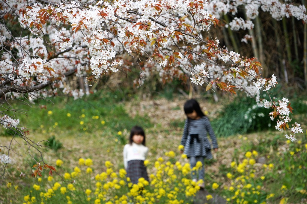 桜の木の下で