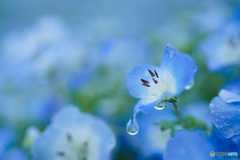 雨上がり