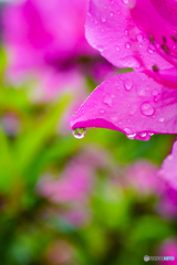 雨粒