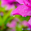 雨粒