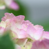 雨あがる