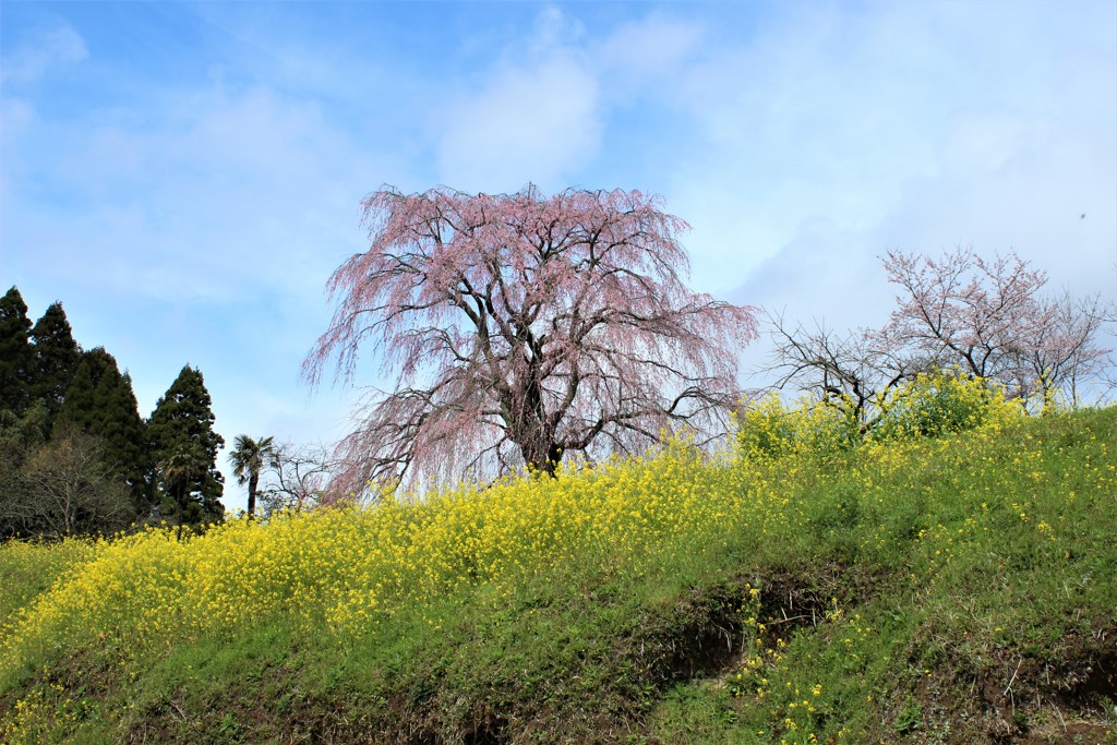 墓守桜