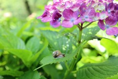 紫陽花とカタツムリ