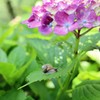 紫陽花とカタツムリ