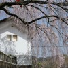 しだれ桜と白い蔵