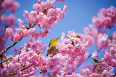 春が来た