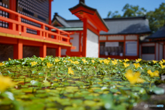 鮮やかなる神域
