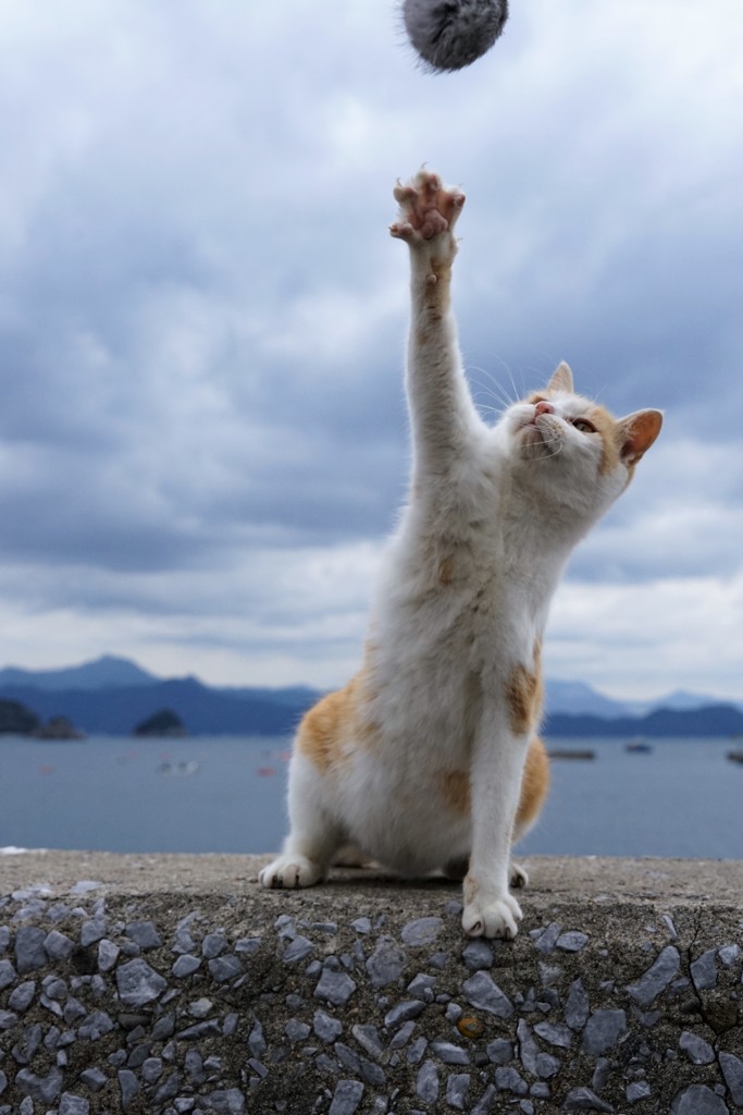 キャッチ！