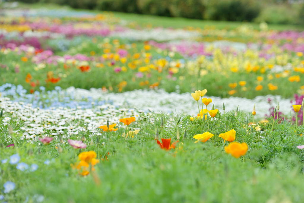 高原の花畑