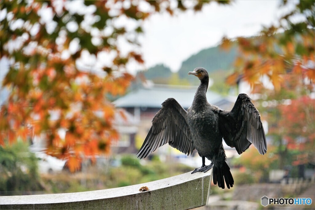 秋の鳥居