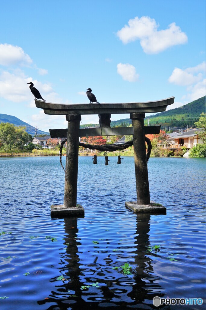 鳥居の鵜