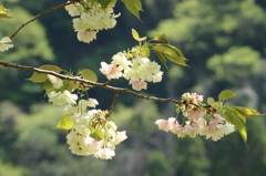 薄緑色の桜