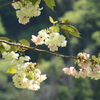 薄緑色の桜