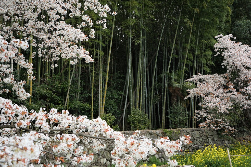 魚見桜と竹林