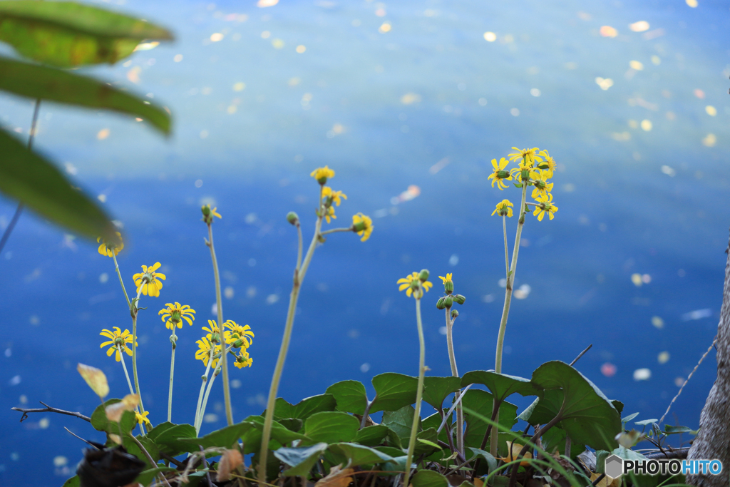 つわぶきの咲く頃