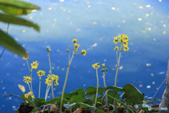 つわぶきの咲く頃