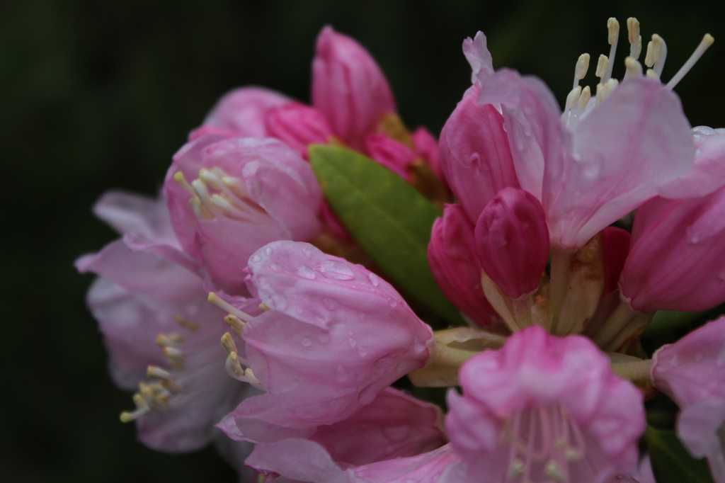 開花のとき