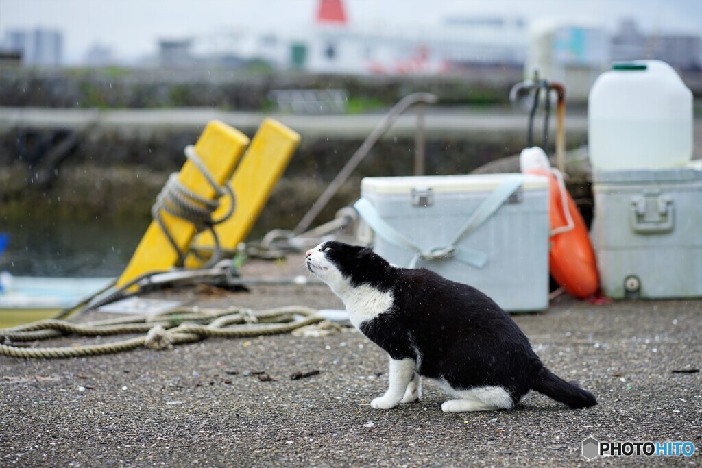 小雨が降り出したよ
