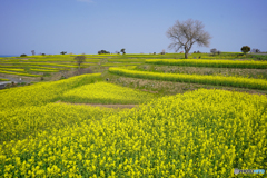 菜の花畑