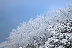 雪の華