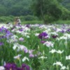 雨の間に