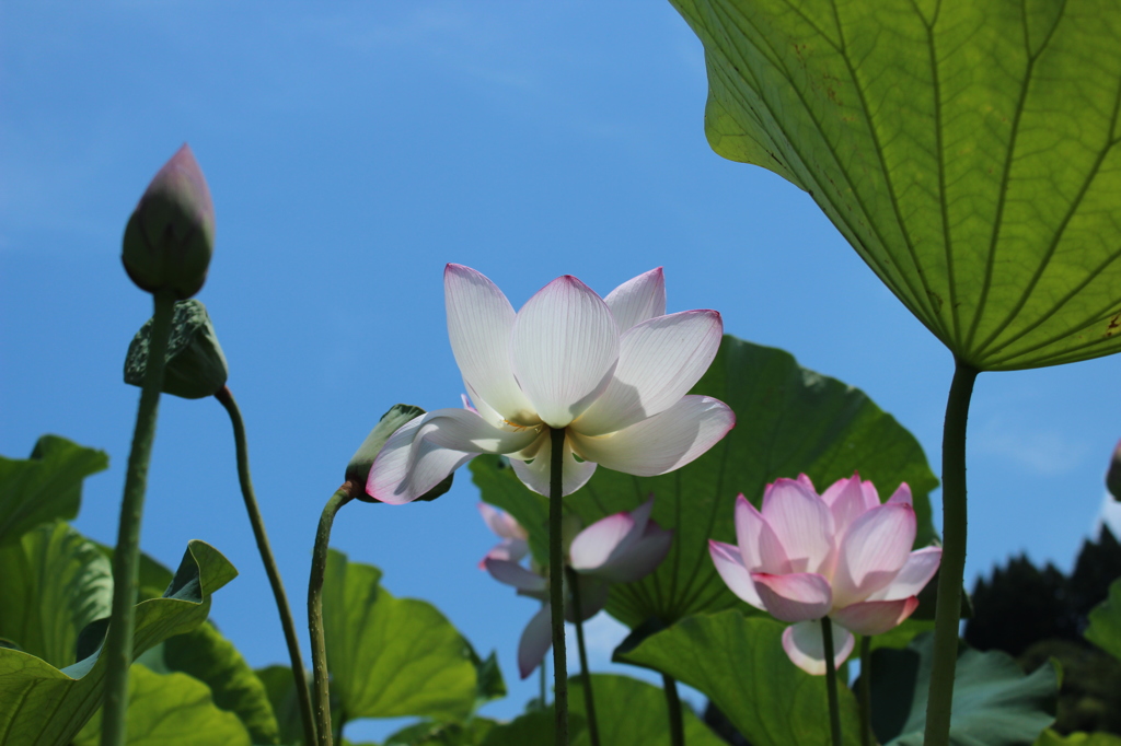 青と緑と蓮の花