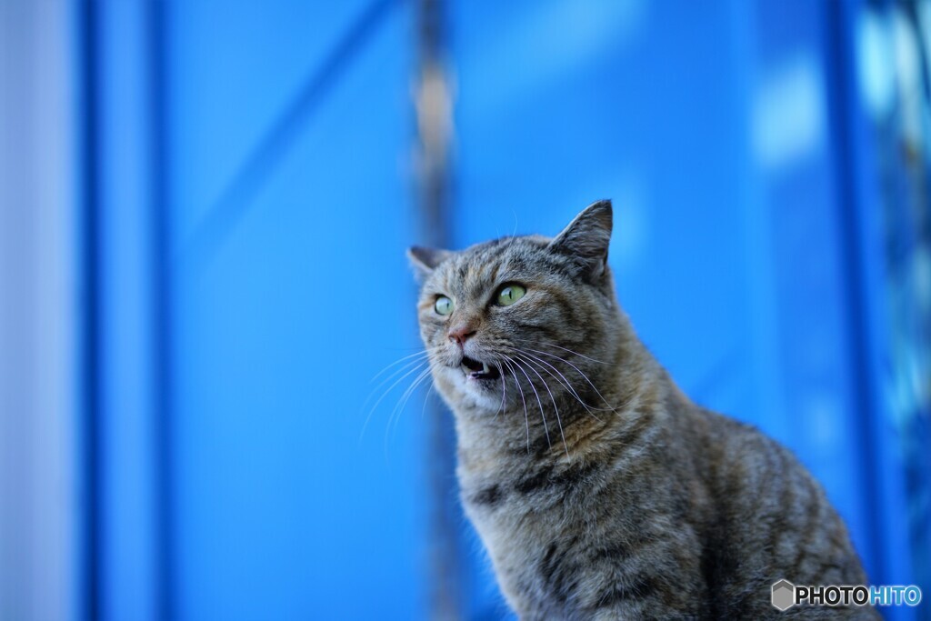 猫と青