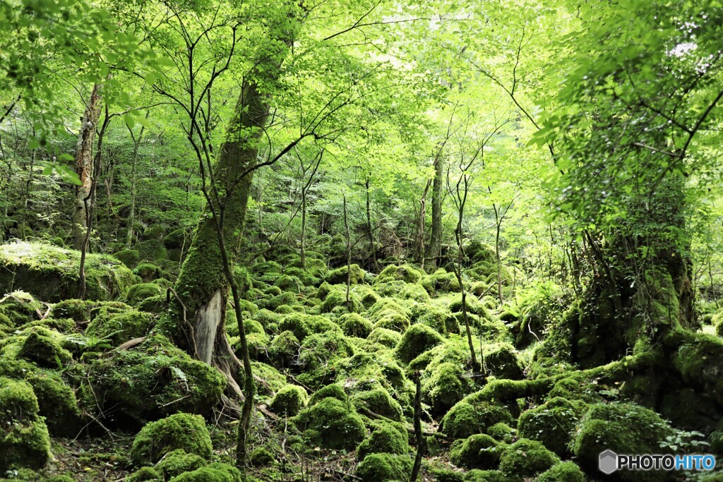 苔の森