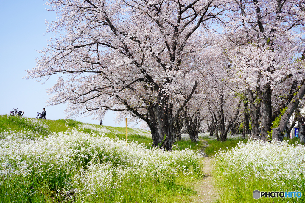 土手沿いの桜