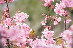 さくジロー（河津桜）