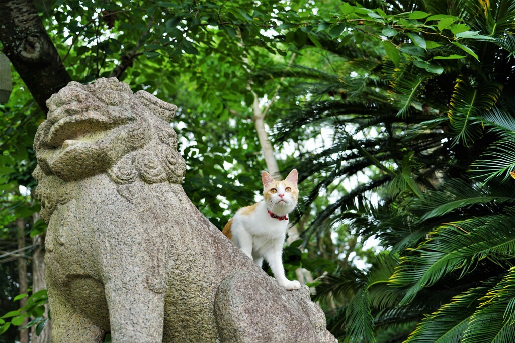 狛犬に乗った猫