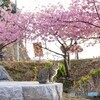 桜の下で出会った君