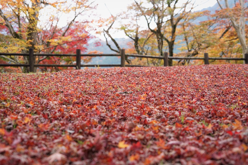 紅葉の絨毯