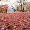 紅葉の絨毯