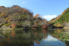 冬晴れの池