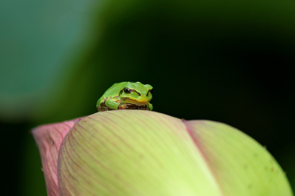 蓮と蛙 by もるりん （ID：4676043） - 写真共有サイト:PHOTOHITO