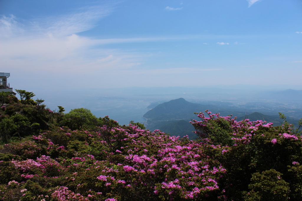 山頂に咲く花