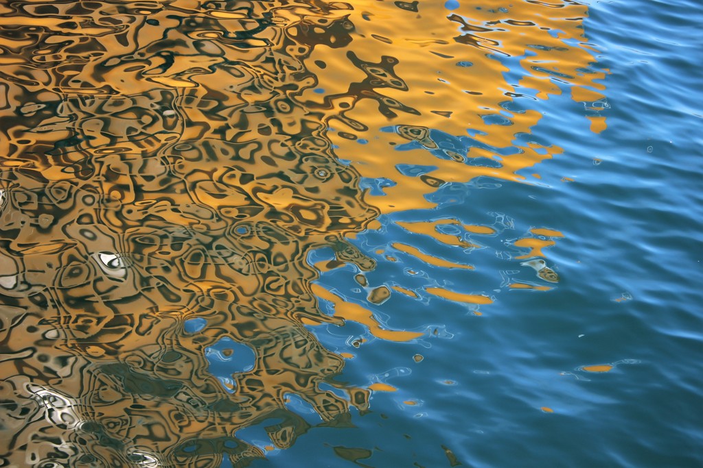 水面生物