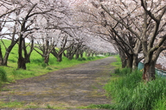 桜の小道