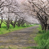 桜の小道