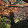 山へ帰る