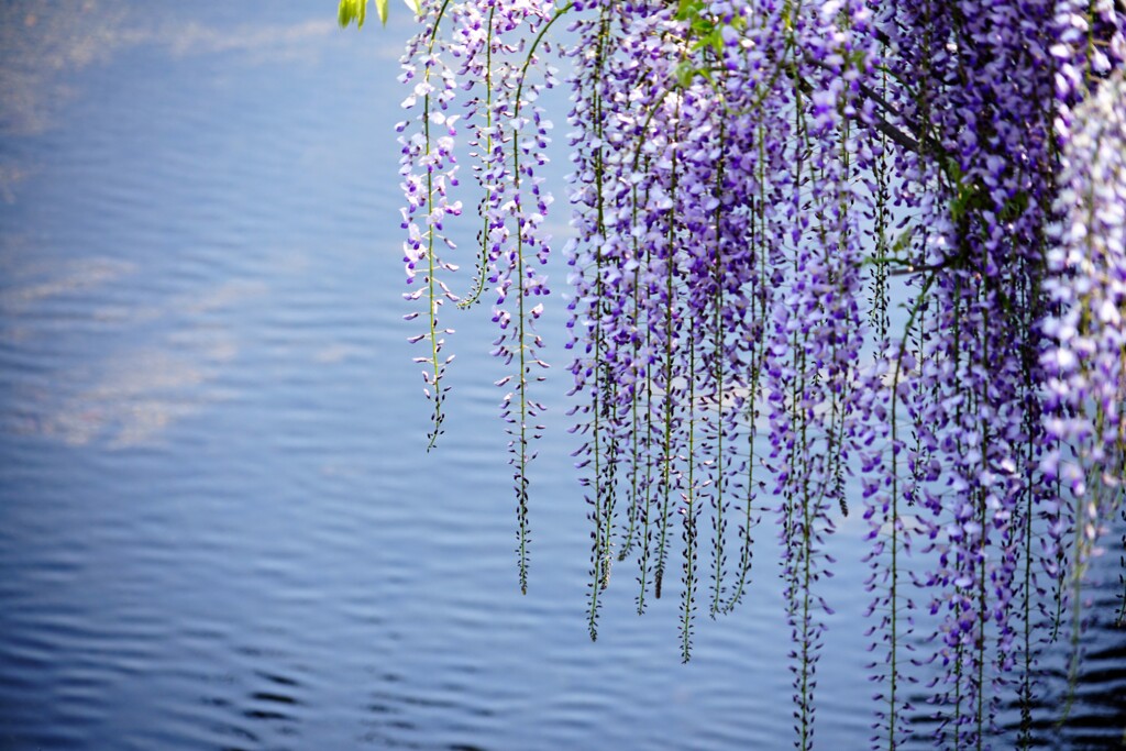 空の青と藤の花