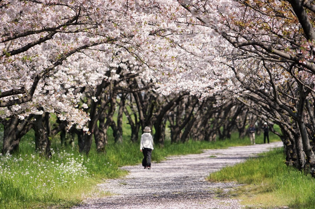 桜の小径