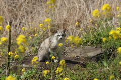 春の野辺にて