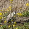 春の野辺にて