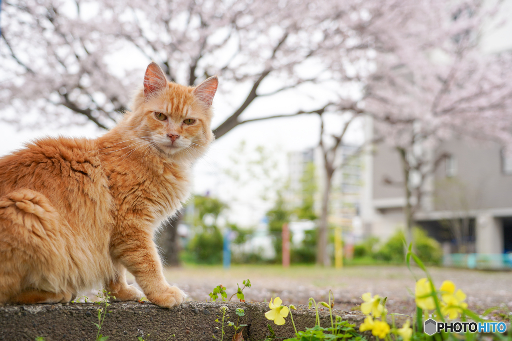 桜の公園