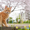 桜の公園